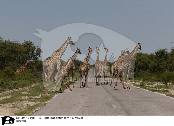 Giraffen / Giraffes / JM-10495
