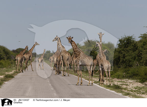 Giraffen / Giraffes / JM-10497