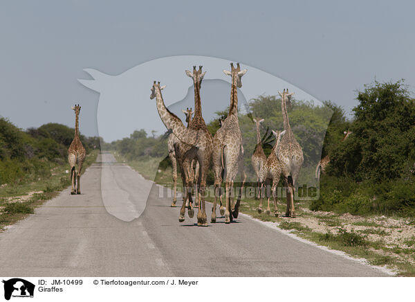 Giraffen / Giraffes / JM-10499