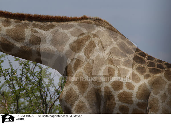 Giraffe / Giraffe / JM-10509