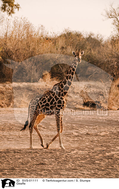 Giraffe / Giraffe / SVS-01111