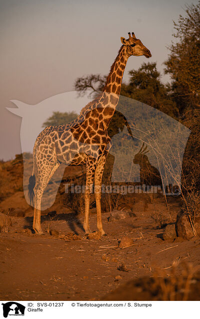 Giraffe / Giraffe / SVS-01237