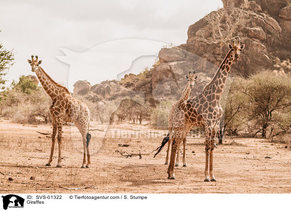 Giraffes / SVS-01322