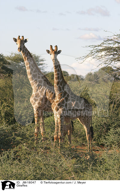 Giraffes / JM-18047