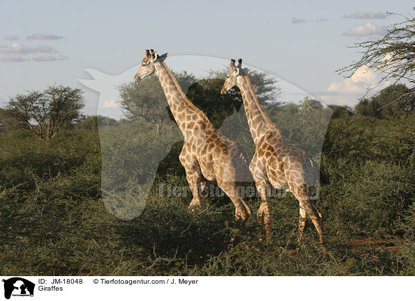 Giraffes / JM-18048
