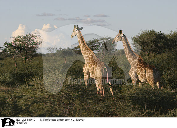 Giraffes / JM-18049