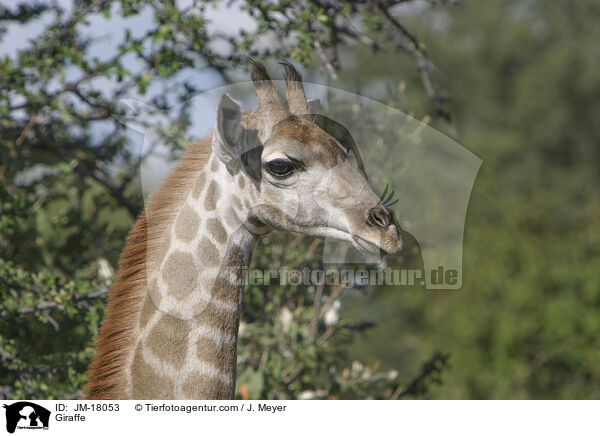 Giraffe / Giraffe / JM-18053