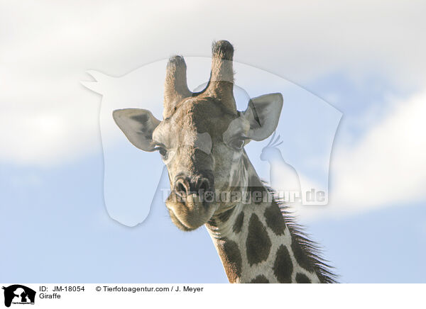 Giraffe / JM-18054