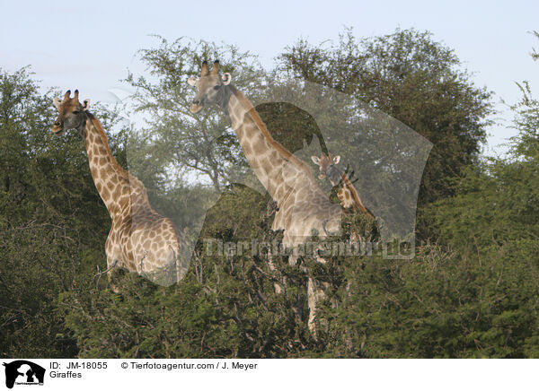 Giraffes / JM-18055