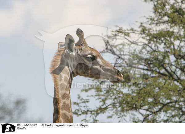 Giraffe / JM-18057