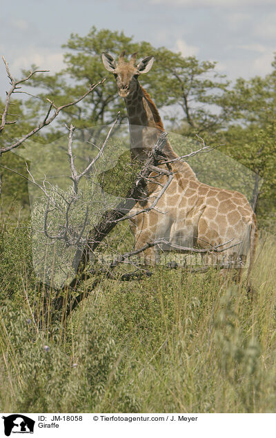 Giraffe / Giraffe / JM-18058