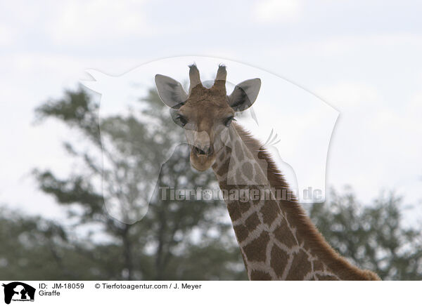 Giraffe / JM-18059
