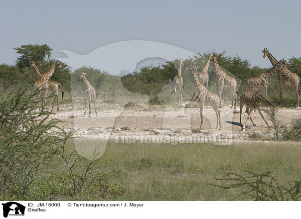 Giraffes / JM-18060