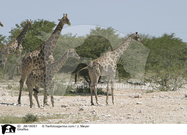 Giraffen / Giraffes / JM-18061