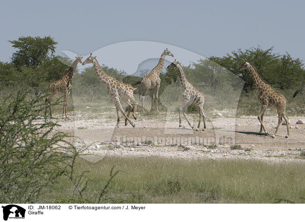 Giraffe / Giraffe / JM-18062