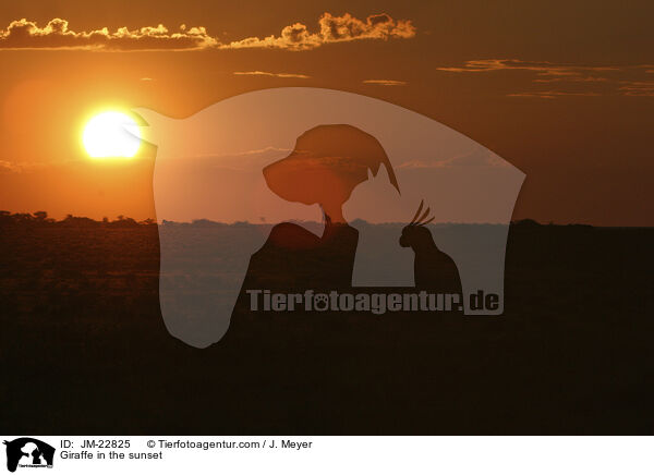 Giraffe im Sonnenuntergang / Giraffe in the sunset / JM-22825