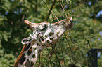 giraffe portrait