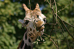 giraffe portrait