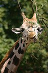 giraffe portrait