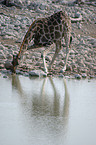 drinking giraffe