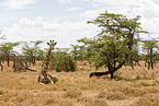 Masai Giraffe