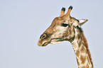 Giraffe Portrait