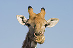 Giraffe Portrait