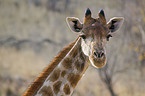 Giraffe Portrait