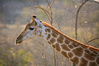 Giraffe Portrait