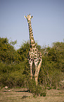 Giraffe