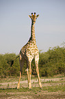 Giraffe