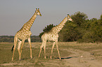 giraffes