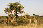 giraffes