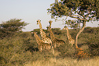 giraffes