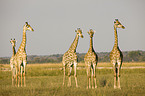giraffes