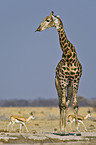 giraffe and springboks