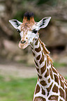 Giraffe Portrait