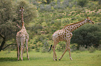 Giraffes