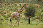 Giraffe