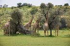 Giraffes