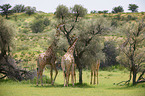 Giraffes