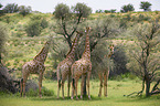 Giraffes