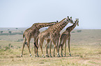 standing Giraffes