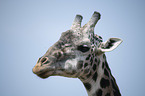 Giraffe portrait