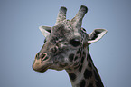 Giraffe portrait