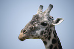 Giraffe portrait