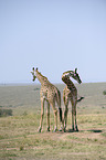 standing Giraffes