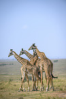 Giraffes