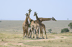 standing Giraffes