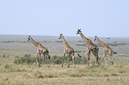 running Giraffes